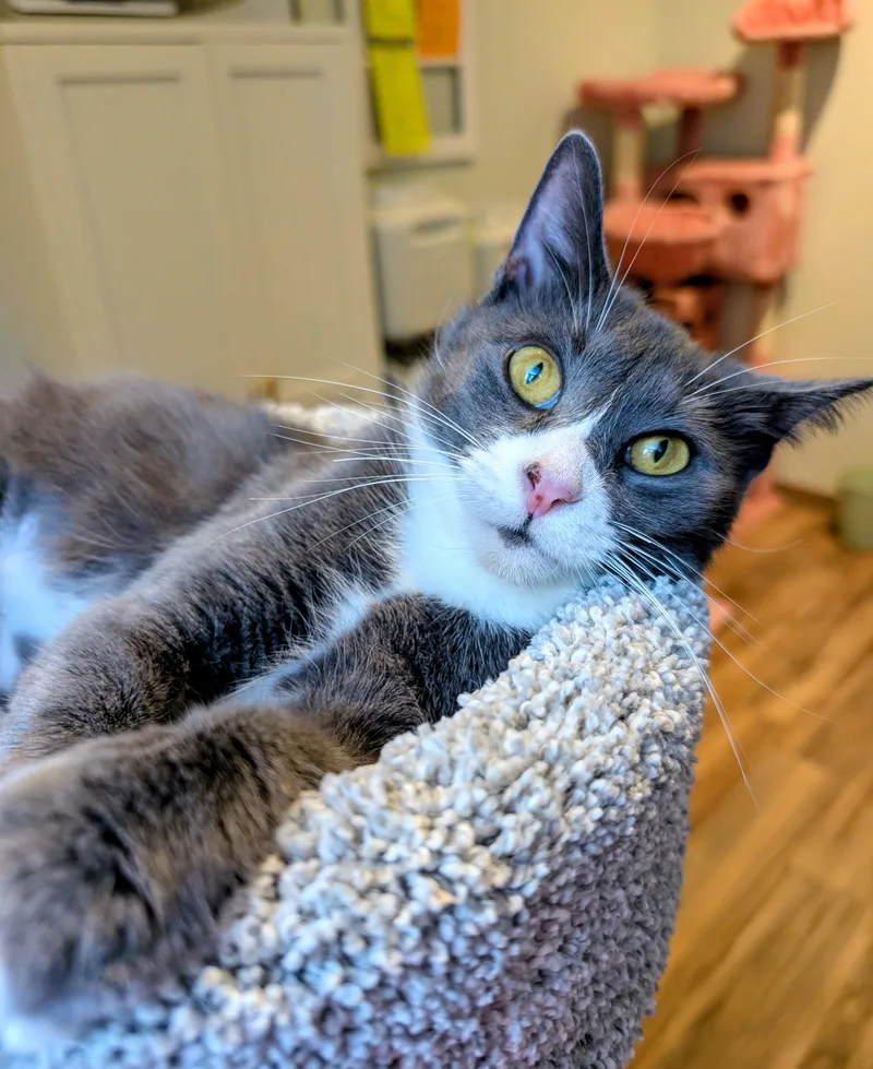 Daisy thumbnail 3