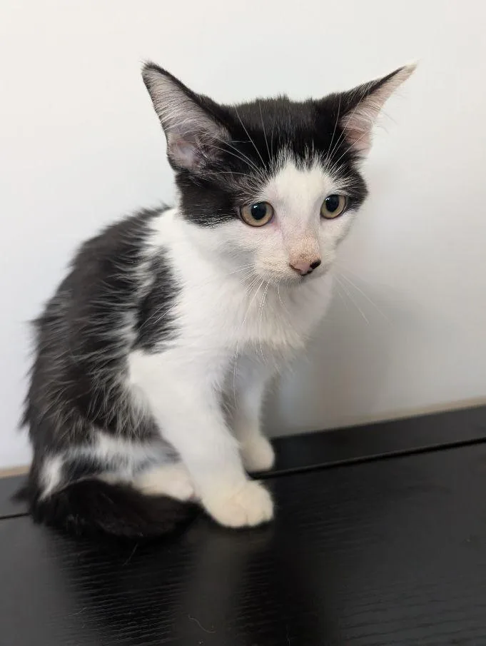 A baby medium-sized female Black & White / Tuxedo Domestic Short Hair cat named Panera for adoption in Lake Orion, MI