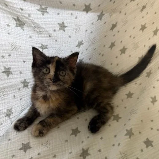 A baby medium-sized female Tortoiseshell Domestic Short Hair cat named Nebula for adoption in Greensburg, PA