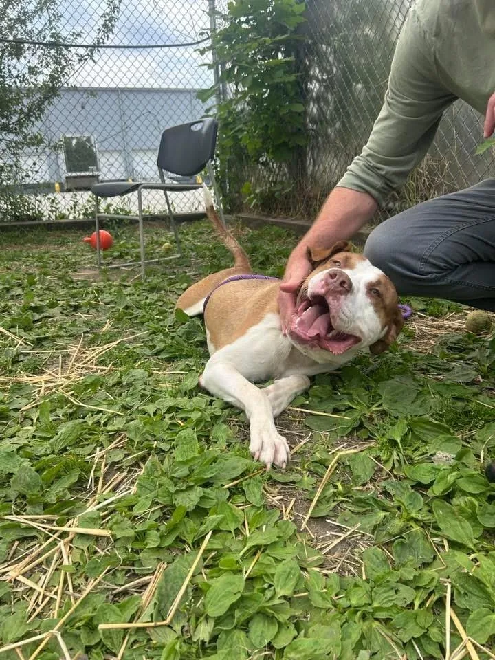 An adult medium-sized male White / Cream Pit Bull Terrier dog named Nash Bridges for adoption in Chicago, IL