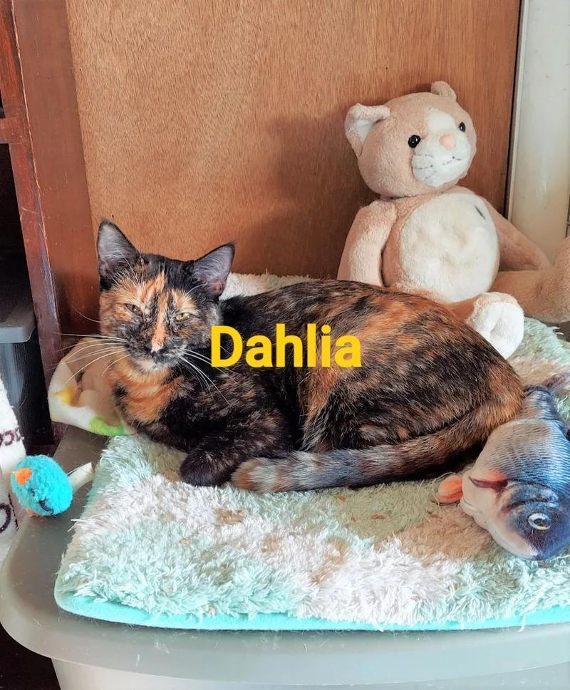 Dahlia thumbnail 5