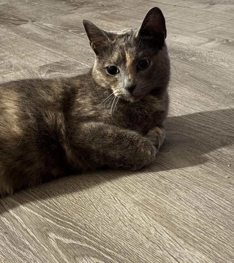 Velveeta thumbnail 2