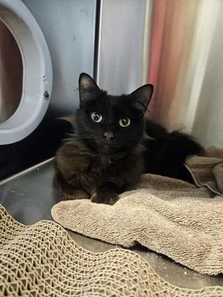 A young medium-sized female Domestic Medium Hair cat named Kim Chi for adoption in Pleasanton, CA