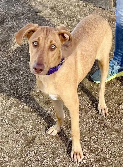 A young medium-sized male Golden Mixed Breed dog named Momo for adoption in Georgetown, TX