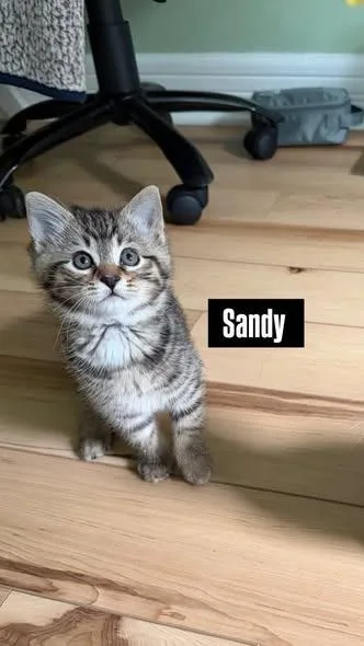 A baby small-sized female Domestic Short Hair cat named Sandy for adoption in Kettering, OH