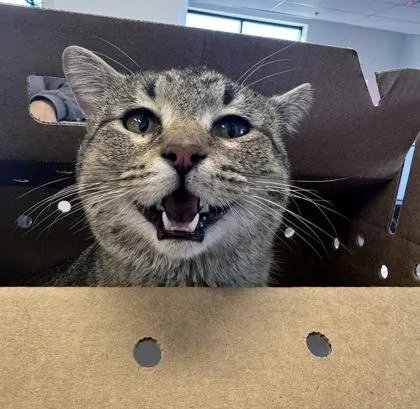 An adult medium-sized male Domestic Short Hair cat named Valley B for adoption in West Chester, PA