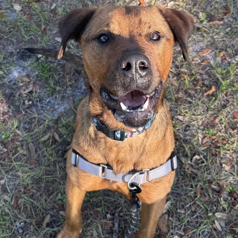 An adult medium-sized male Brown / Chocolate Mixed Breed dog named King Waffles for adoption in Jacksonville, FL