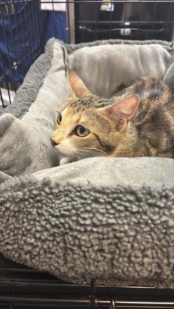 A young small-sized female Domestic Short Hair cat named Rain for adoption in New Braunfels, TX