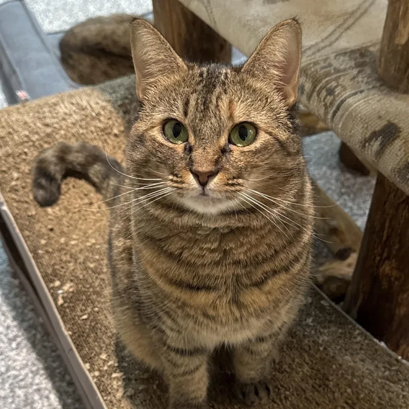 Sugar Mama thumbnail 4