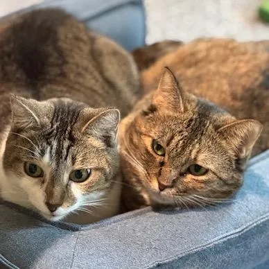 Sugar Mama thumbnail 5