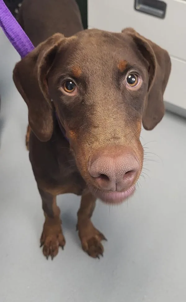 A young medium-sized female Doberman Pinscher dog named Ic Lexi for adoption in Lawrenceville, GA
