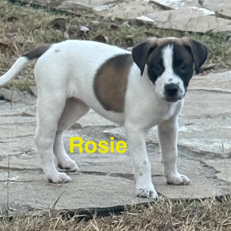 Rosie