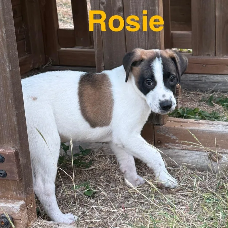 Rosie thumbnail 6