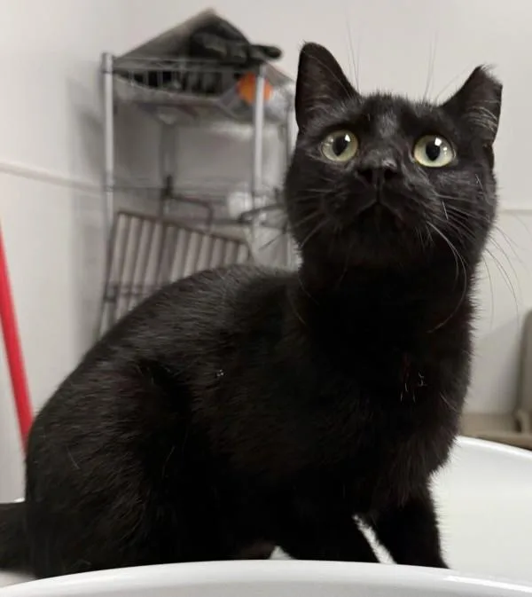 A young medium-sized female Domestic Short Hair cat named Vf Phantom for adoption in Lawrenceville, GA