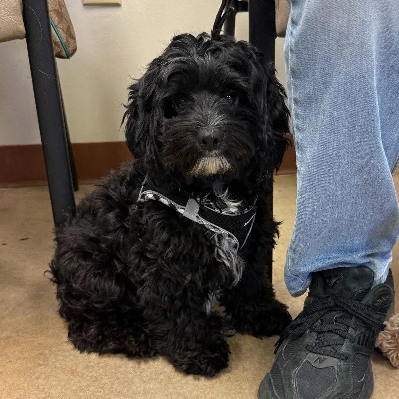 A young small-sized female Shih Tzu dog named Zoey for adoption in Bloomfield, CT