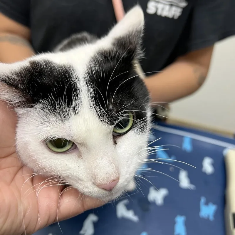 A baby medium-sized female White Domestic Short Hair cat named Mavis for adoption in Galveston, TX