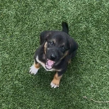 A baby medium-sized male Black Hound dog named Lewis for adoption in Rock Hill, SC