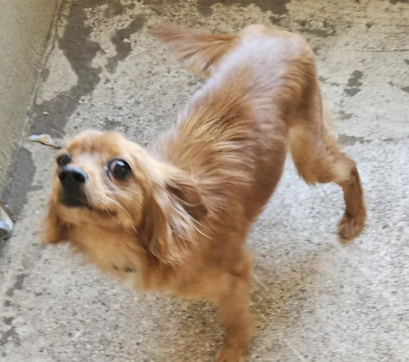 A young small-sized male Red / Chestnut / Orange Cavalier King Charles Spaniel dog named Swoosh for adoption in Elkhart , IN