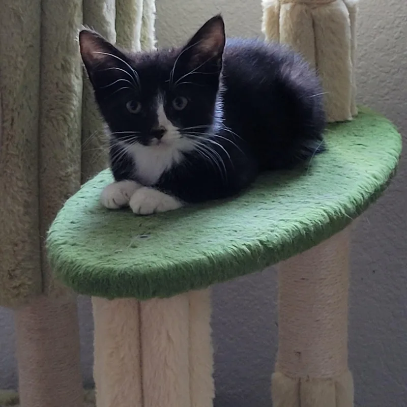 A baby small-sized male Black & White / Tuxedo Domestic Short Hair cat named Limeade for adoption in Greenback, TN