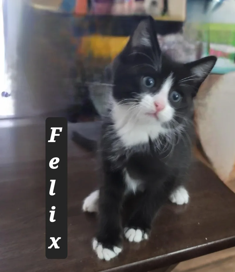 A baby small-sized male American Shorthair cat named Felix for adoption in Heyburn, ID