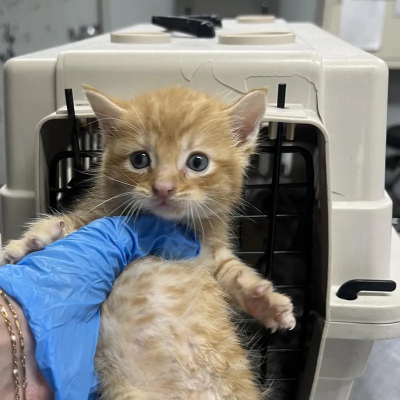 A baby small-sized male Cream / Ivory Domestic Short Hair cat named Rise Vibes for adoption in Summerville, SC