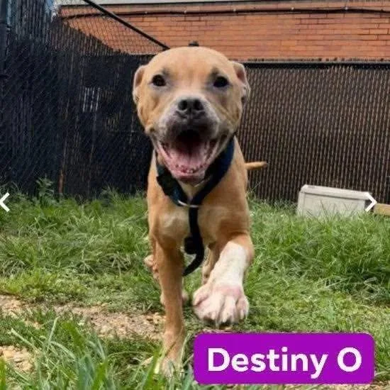 Destiny