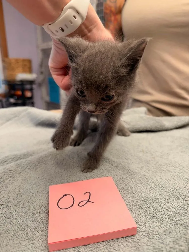 A baby small-sized male Gray / Blue / Silver Domestic Short Hair cat named Oliver for adoption in Vancouver, WA