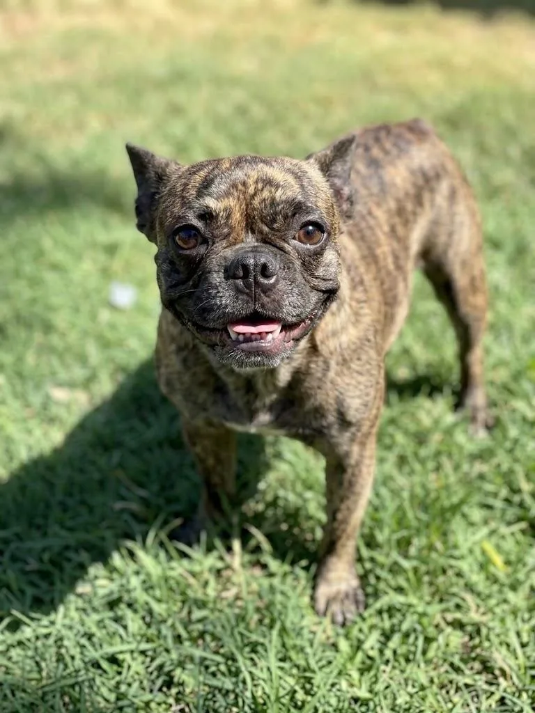 A baby small-sized female Boston Terrier dog named Mila for adoption in Dallas, TX