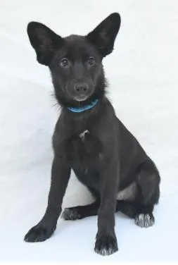 A young large-sized female Labrador Retriever dog named Bailey for adoption in Kansas City, MO