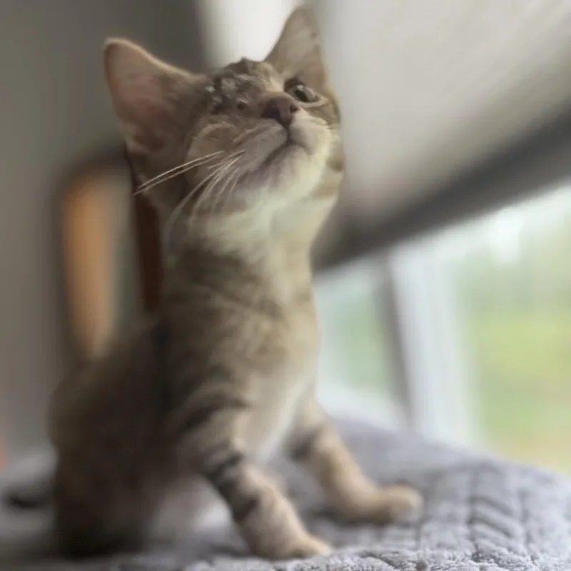 A baby small-sized male Brown / Chocolate Domestic Short Hair cat named Mike Wazowski for adoption in Granville, OH