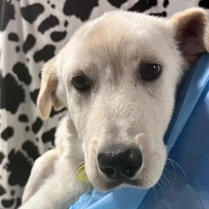 A baby medium-sized male Golden Retriever dog named Normie for adoption in Copiague, NY