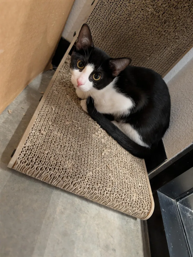 A baby small-sized male Domestic Short Hair cat named Marshall for adoption in Chandler, AZ