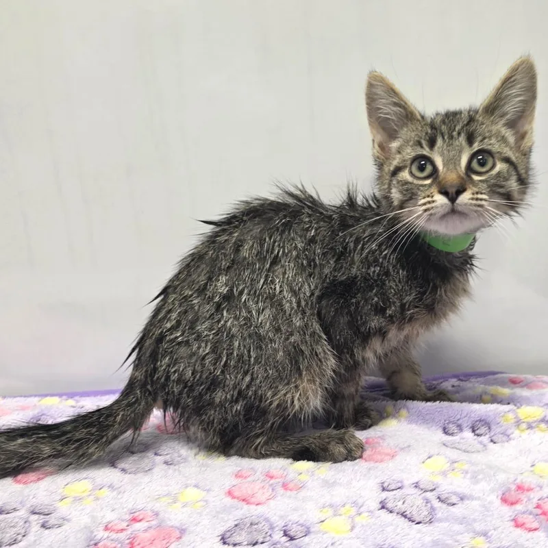 A baby small-sized male Brown / Chocolate Domestic Short Hair cat named Opie for adoption in Fort Wayne, IN