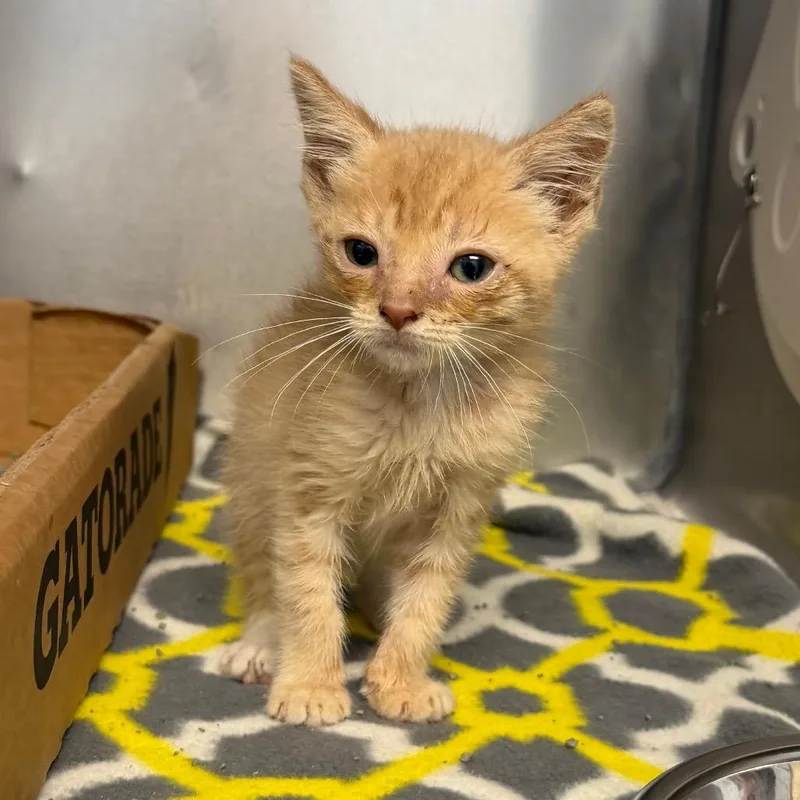 A baby small-sized male Buff / Tan / Fawn Domestic Short Hair cat named Carlos for adoption in Martinsville, VA