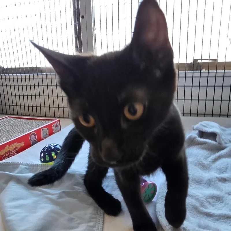 A baby small-sized female Domestic Short Hair cat named Wednesday for adoption in Allyn, WA