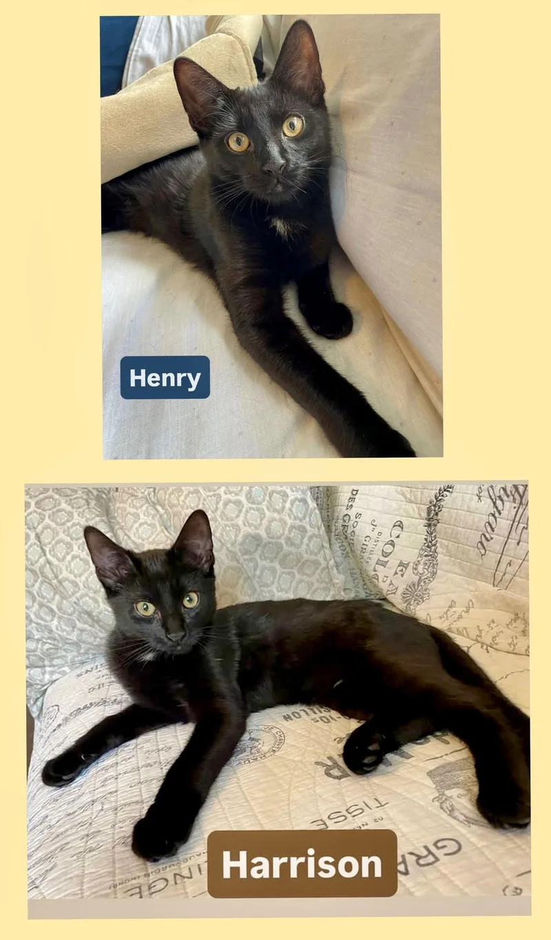 Henry And Harrison thumbnail 2