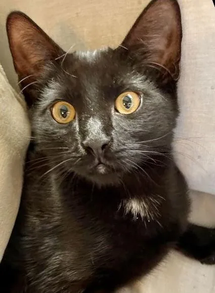 Henry And Harrison thumbnail 3