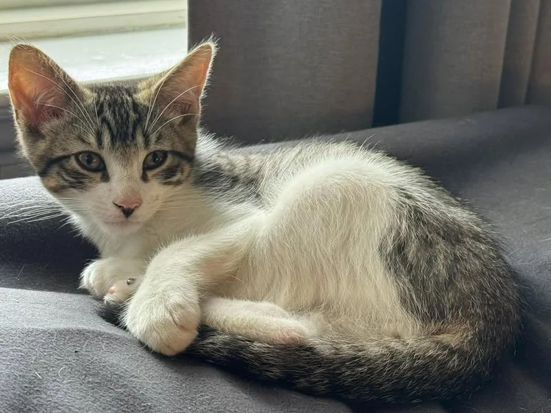 A baby medium-sized male Domestic Short Hair cat named Jack for adoption in Succasunna, NJ