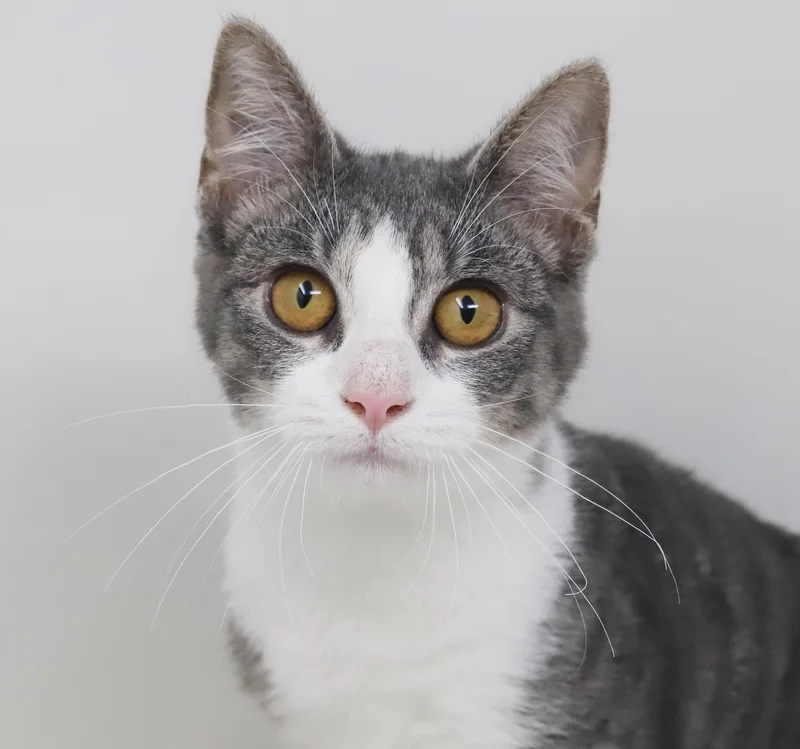 A baby small-sized female Turkish Van cat named Garbanzo is simply the for adoption in Bedford Hills, NY