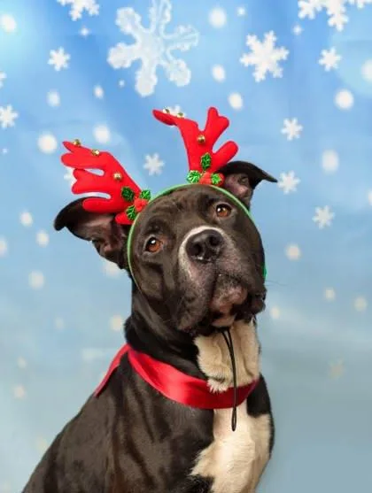 Chips Ahoy thumbnail 2