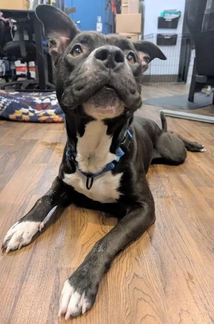 Chips Ahoy thumbnail 3