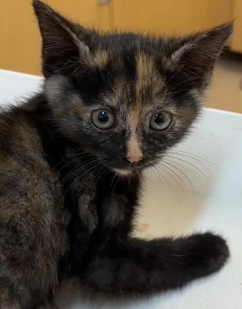 A baby small-sized female Domestic Short Hair cat named Sakura for adoption in Elizabethton, TN