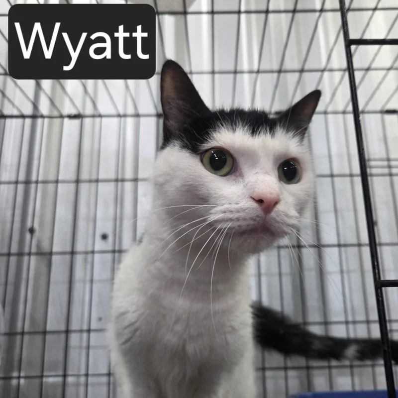 An adult medium-sized male Black & White / Tuxedo Domestic Short Hair cat named Wyatt for adoption in SNOW HILL, NC