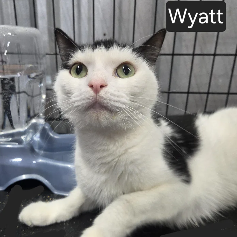 Wyatt thumbnail 2