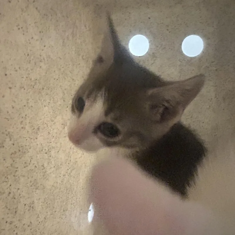 A baby small-sized female White Domestic Short Hair cat named Pizza for adoption in Philadelphia, PA