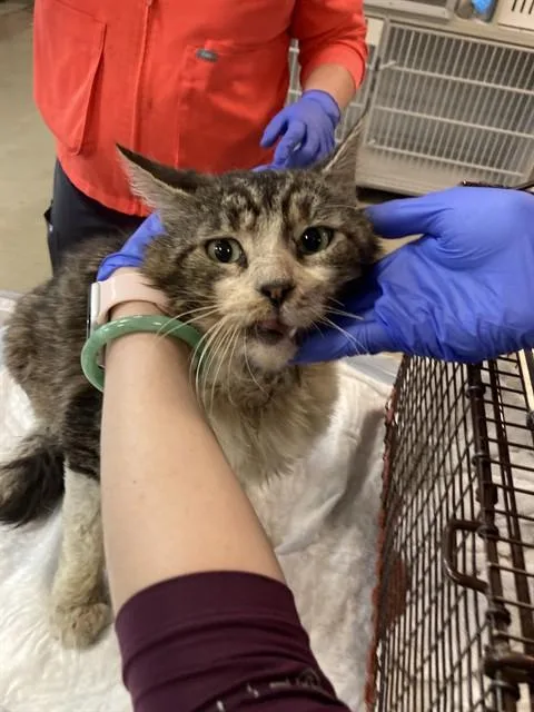 A young large-sized male Domestic Short Hair cat named Zangief for adoption in Long Beach, CA