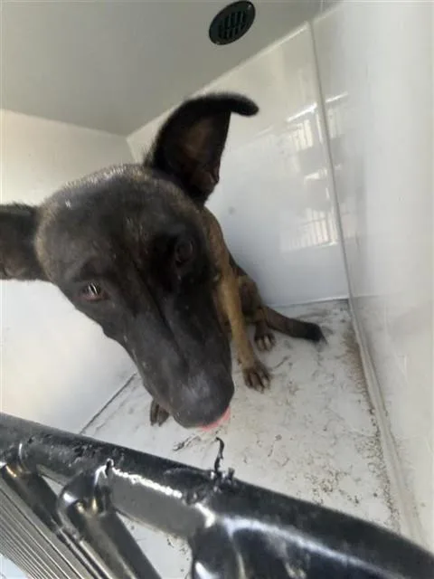 An adult large-sized female Belgian Shepherd / Malinois dog named A for adoption in Houston, TX