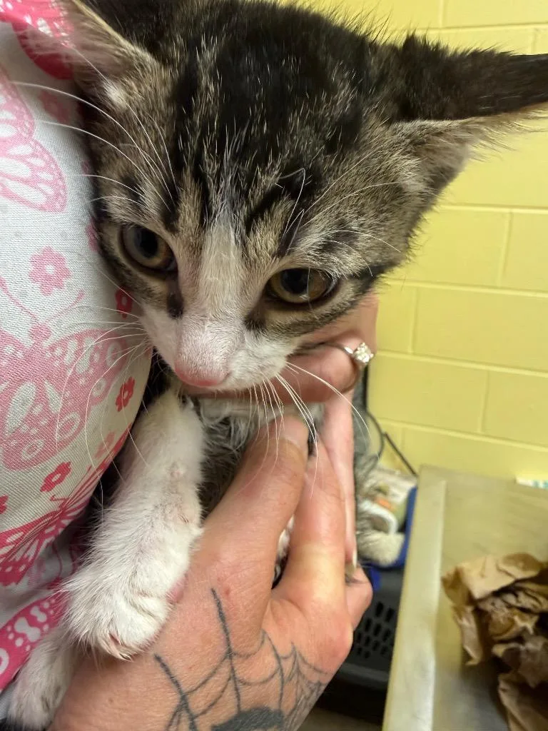 A baby small-sized male Domestic Short Hair cat named Pico for adoption in Crossville, TN
