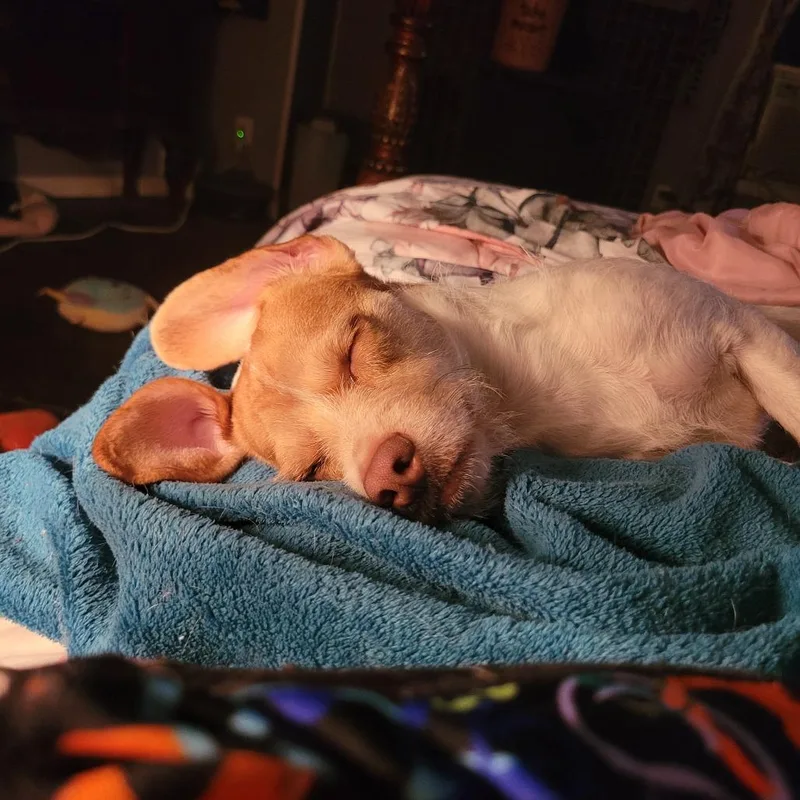 Roscoe thumbnail 2