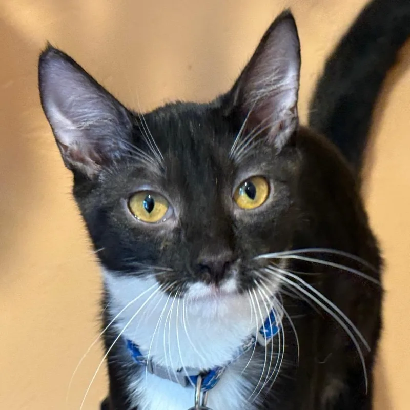 A young small-sized male Domestic Medium Hair cat named Flux for adoption in Tucson, AZ